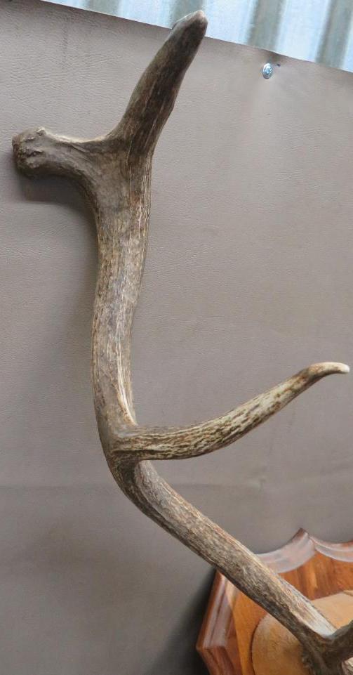 Bull Elk Antler Plaque Taxidermy