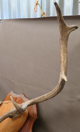 Bull Elk Antler Plaque Taxidermy