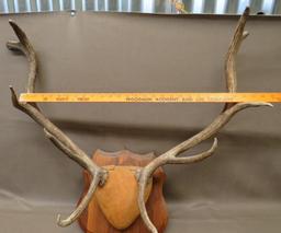 Bull Elk Antler Plaque Taxidermy