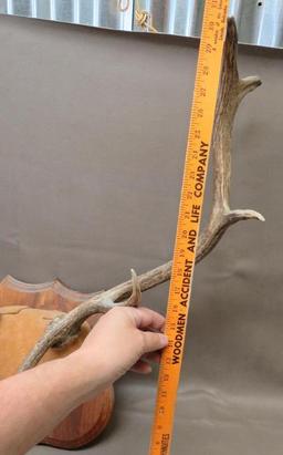 Bull Elk Antler Plaque Taxidermy