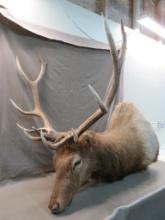 Colorado Bull Elk Shoulder Mount Taxidermy