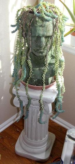 Excellent Healthy Succulent "Hair" in Cement-Like Head Pot on Pillar