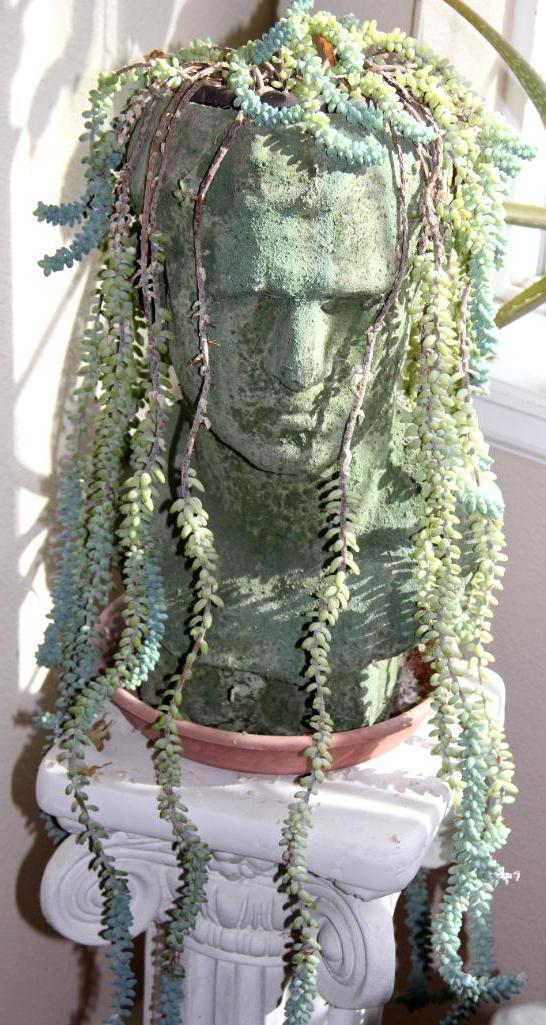 Excellent Healthy Succulent "Hair" in Cement-Like Head Pot on Pillar