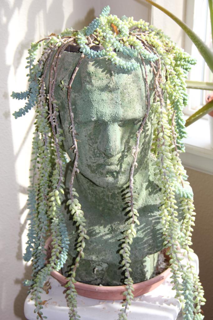 Excellent Healthy Succulent "Hair" in Cement-Like Head Pot on Pillar