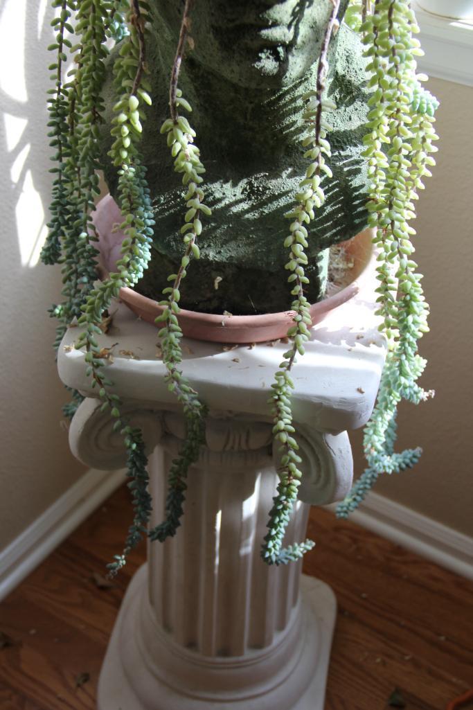 Excellent Healthy Succulent "Hair" in Cement-Like Head Pot on Pillar