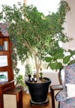 Huge Healthy Ficus Tree in Pot