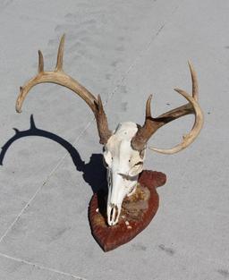 Beautiful Buck Skull and Rack on Wood Base