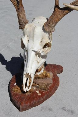 Beautiful Buck Skull and Rack on Wood Base