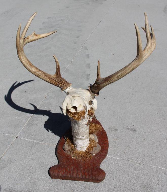 Beautiful Buck Skull and Rack on Wood Base