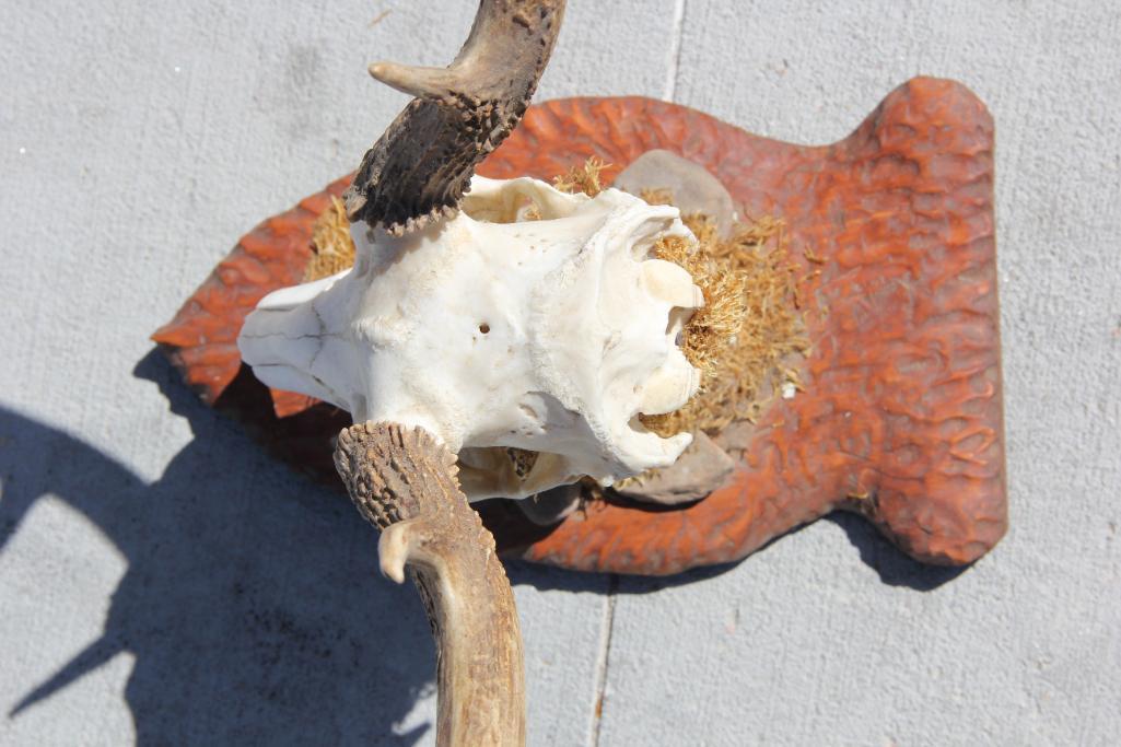 Beautiful Buck Skull and Rack on Wood Base