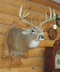 DEER MOUNT