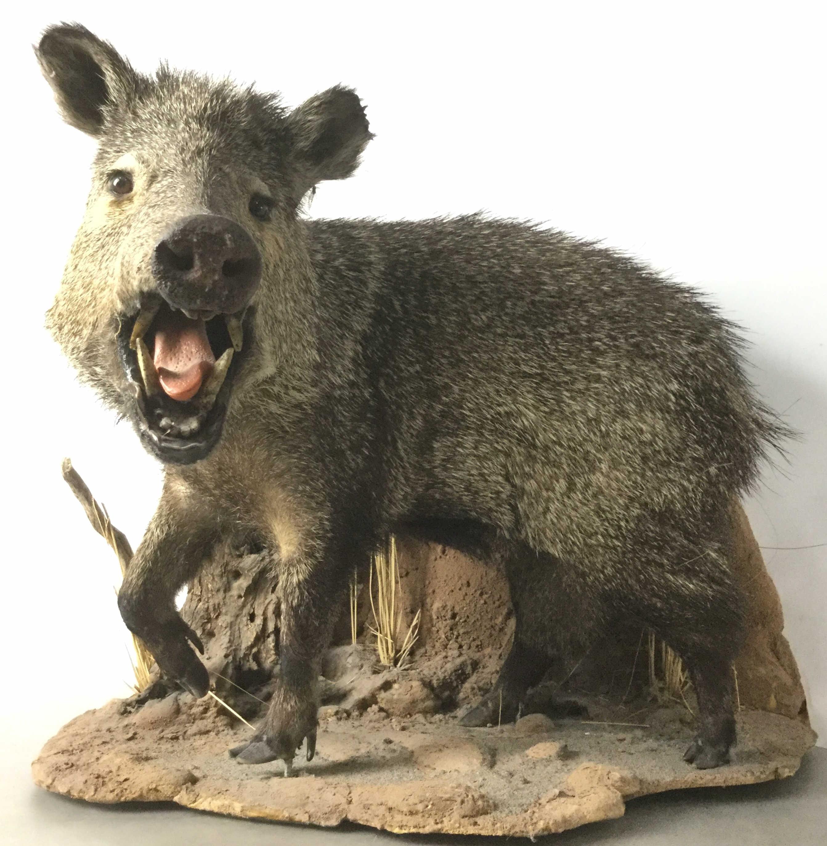 Peccary "javelina" Full Mount