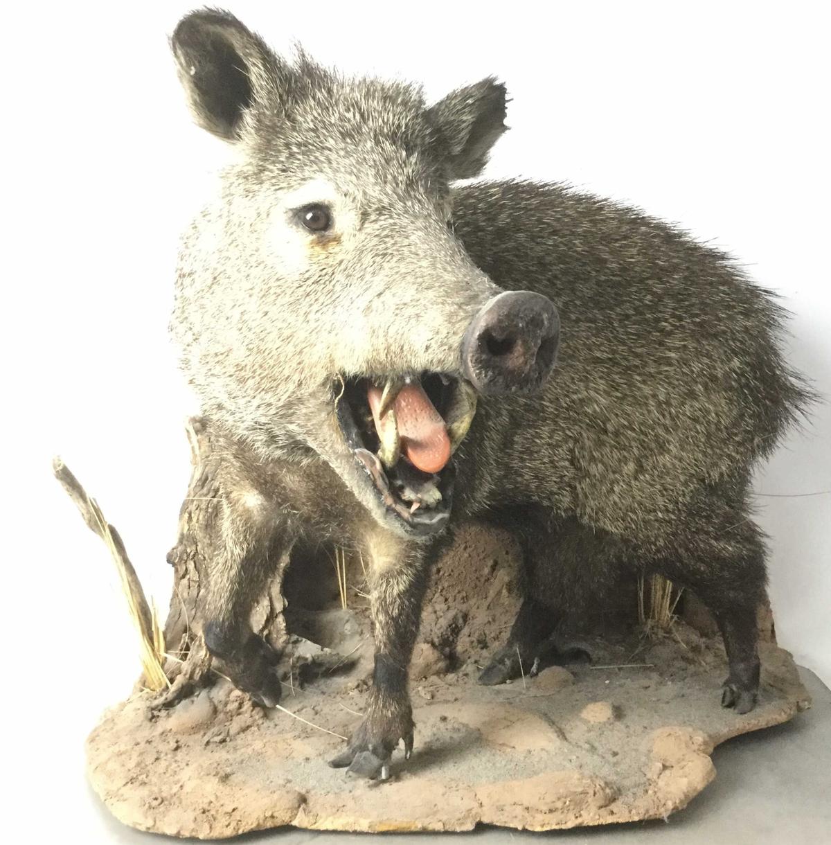 Peccary "javelina" Full Mount