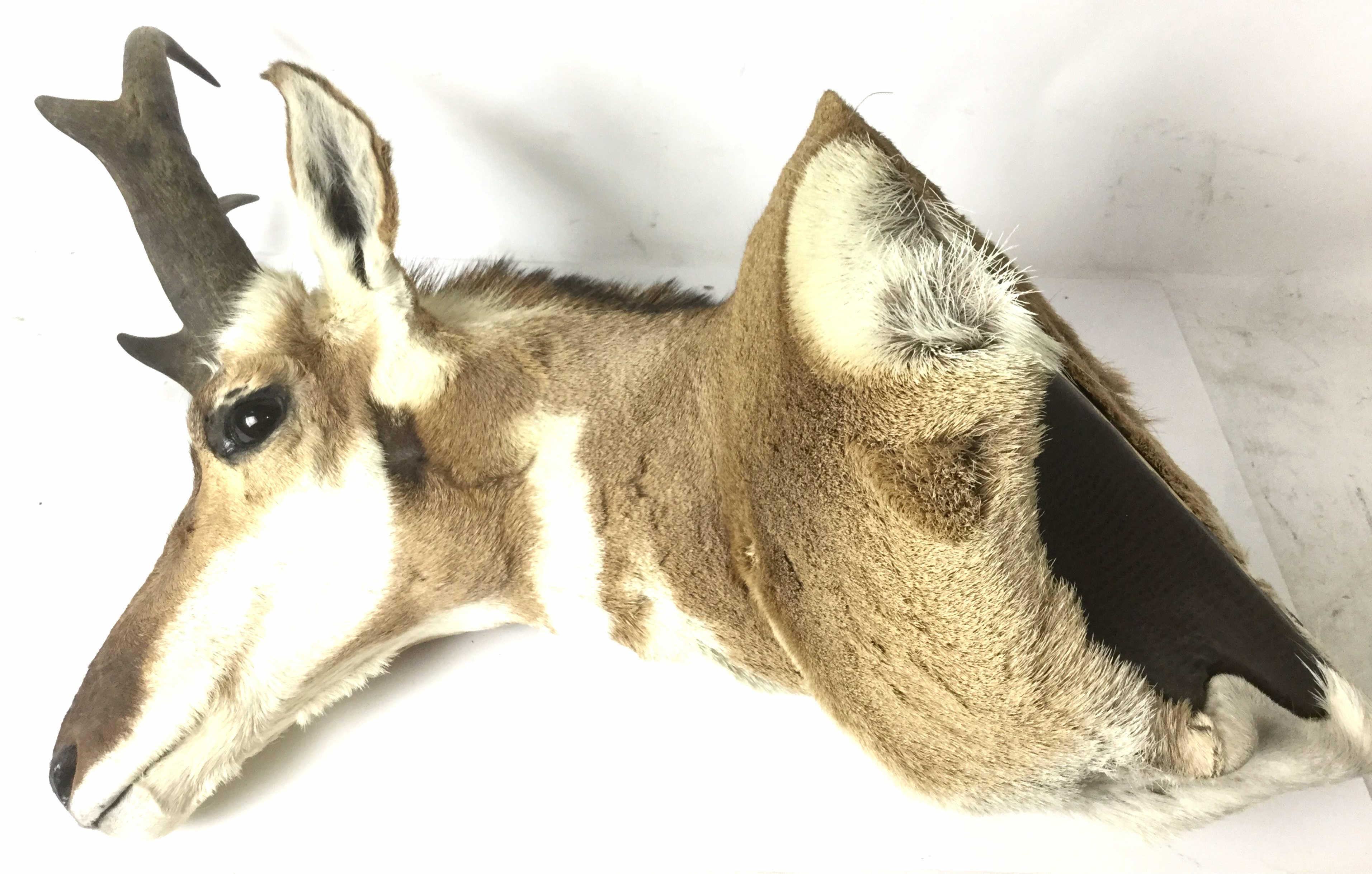 Pronghorn Shoulder Mount