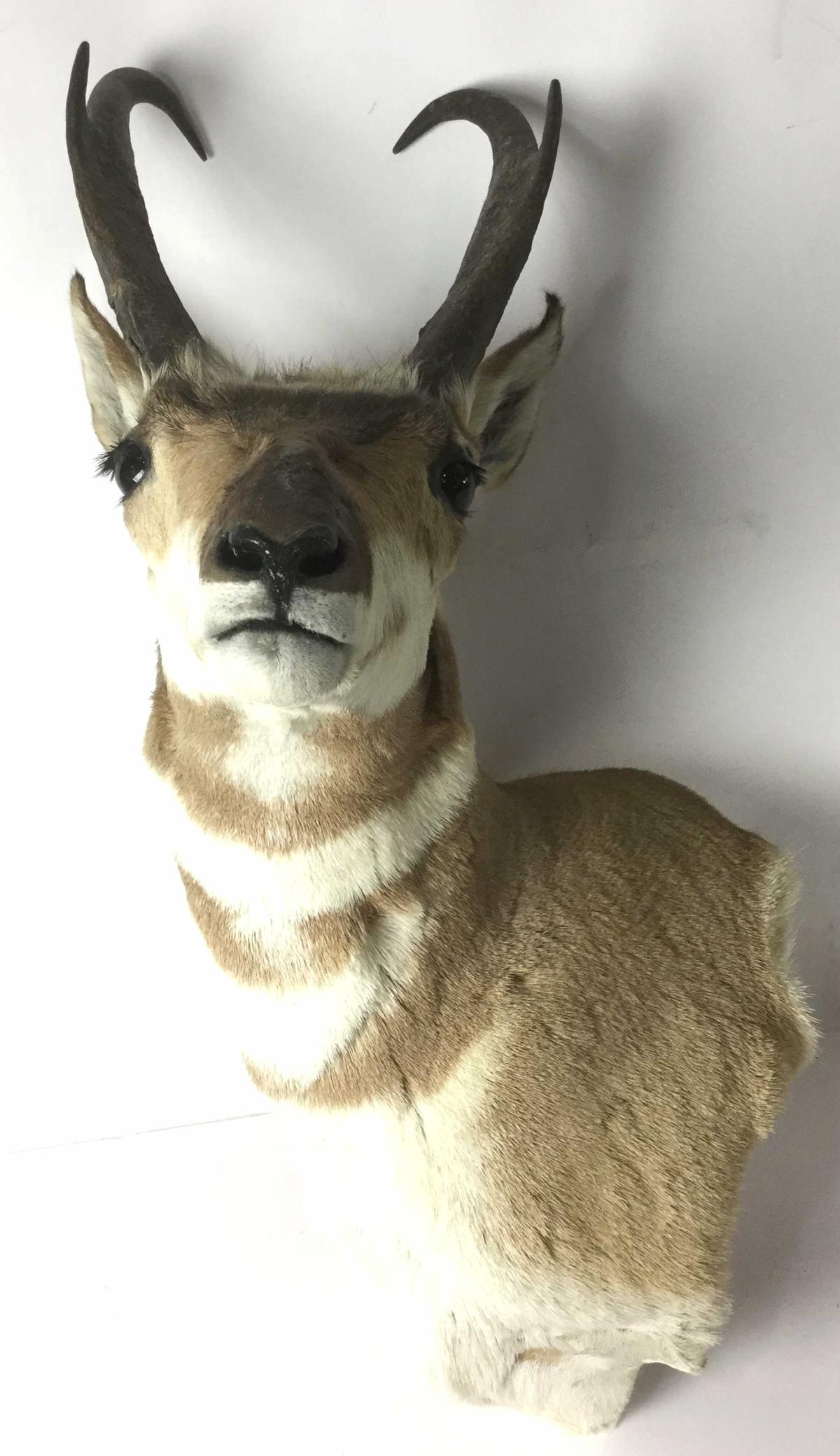 Pronghorn Shoulder Mount