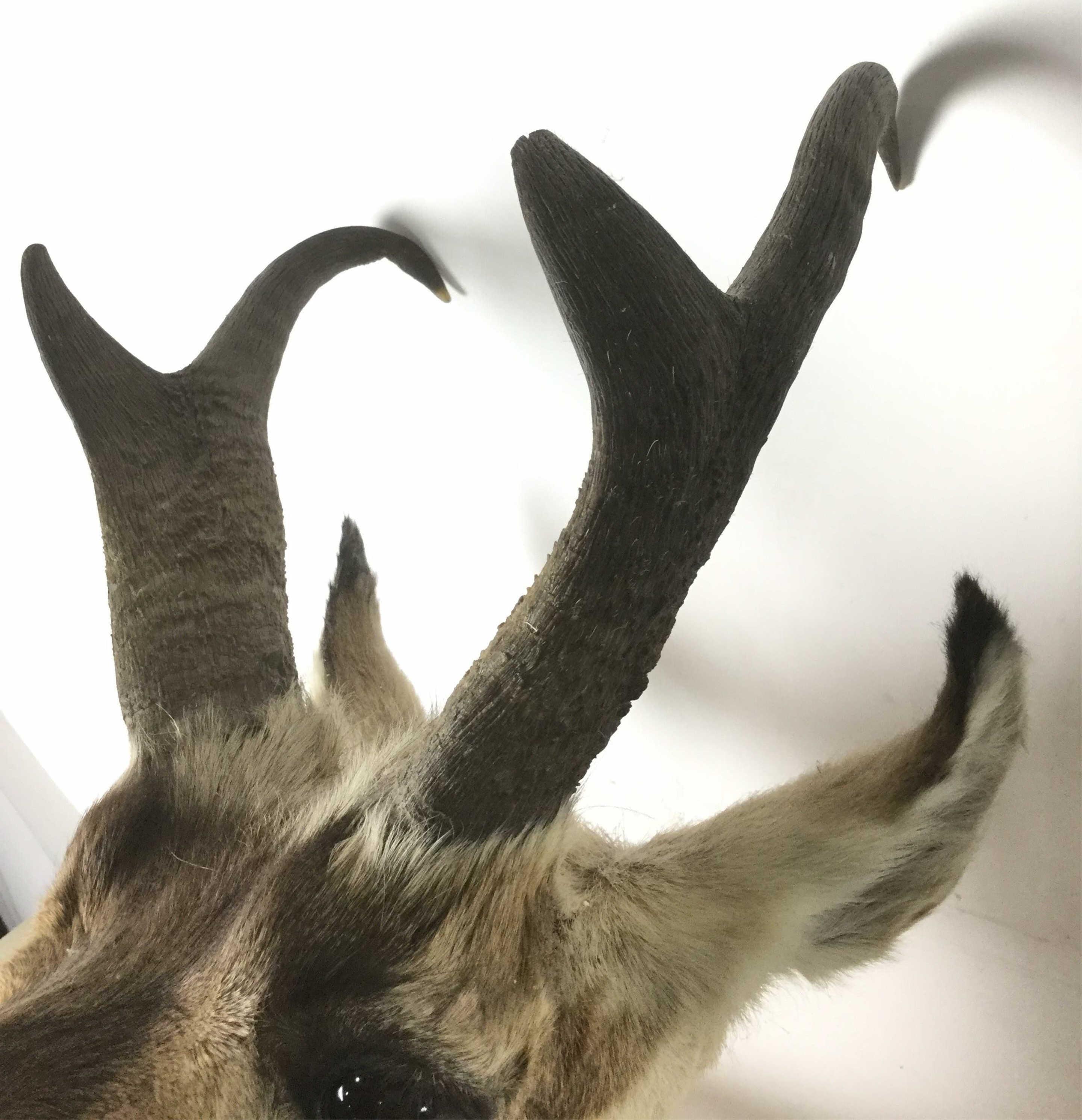 Pronghorn Shoulder Mount