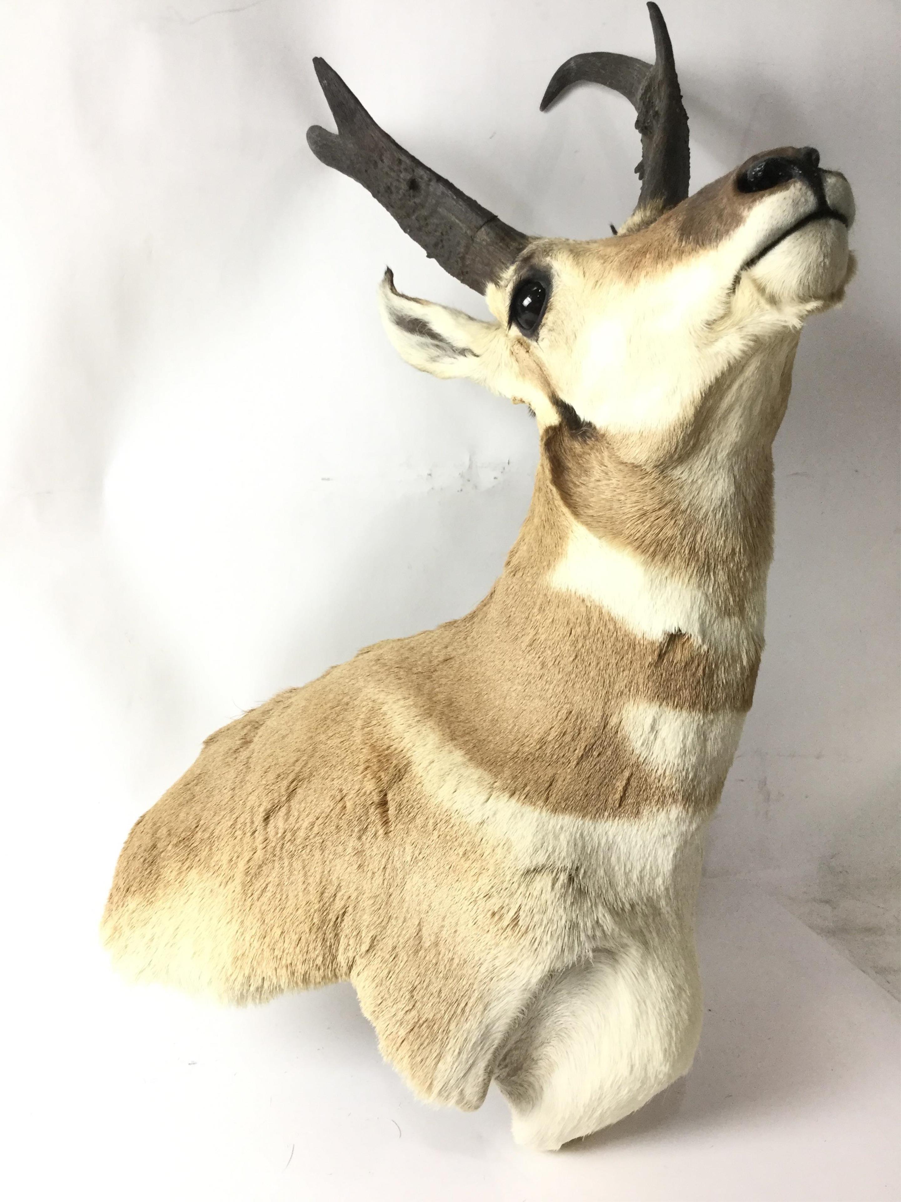 Pronghorn Shoulder Mount