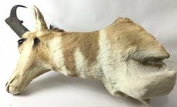 Pronghorn Shoulder Mount