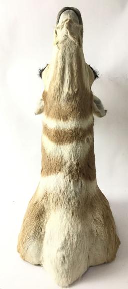 Pronghorn Shoulder Mount