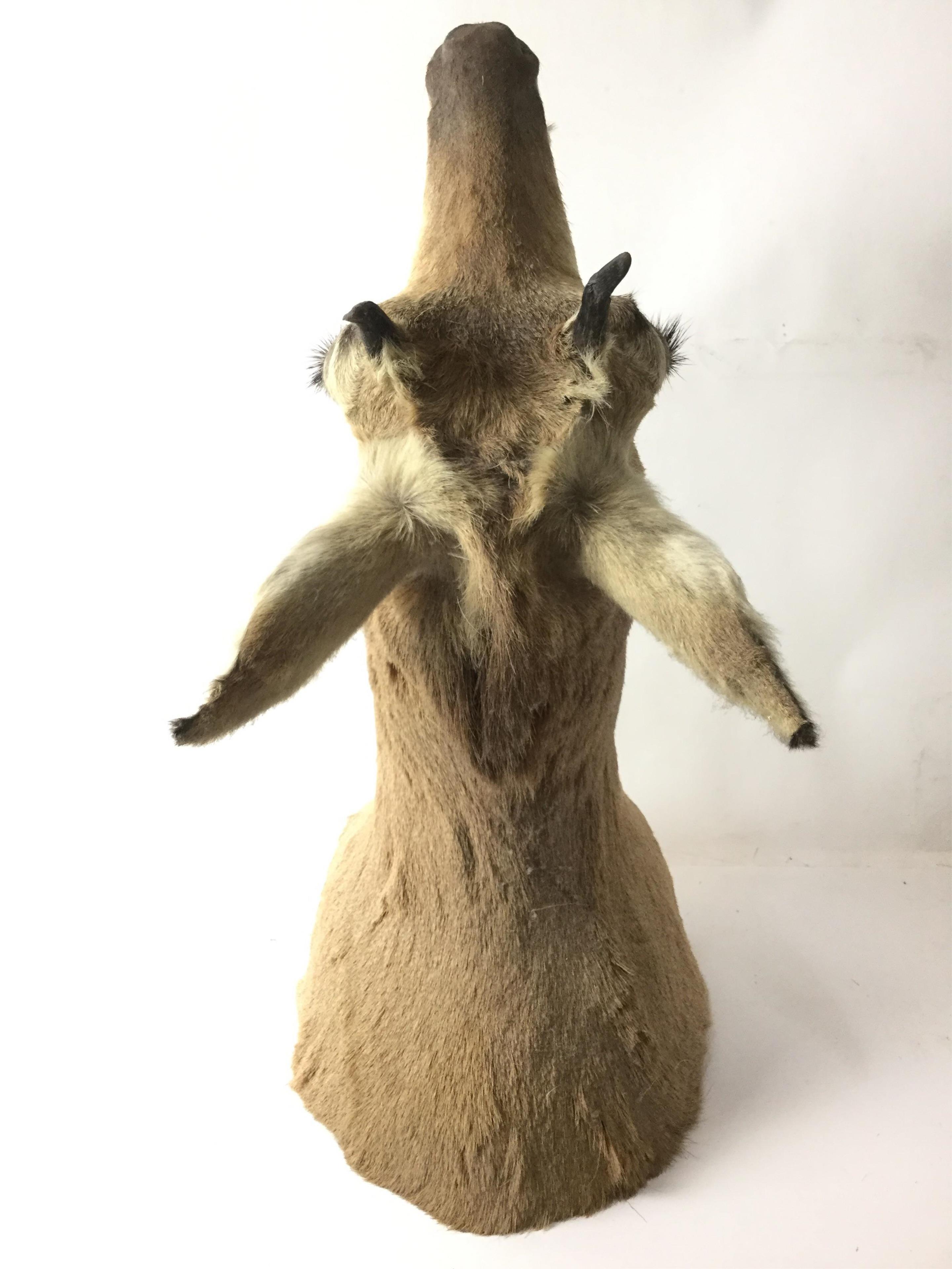 Pronghorn Shoulder Mount