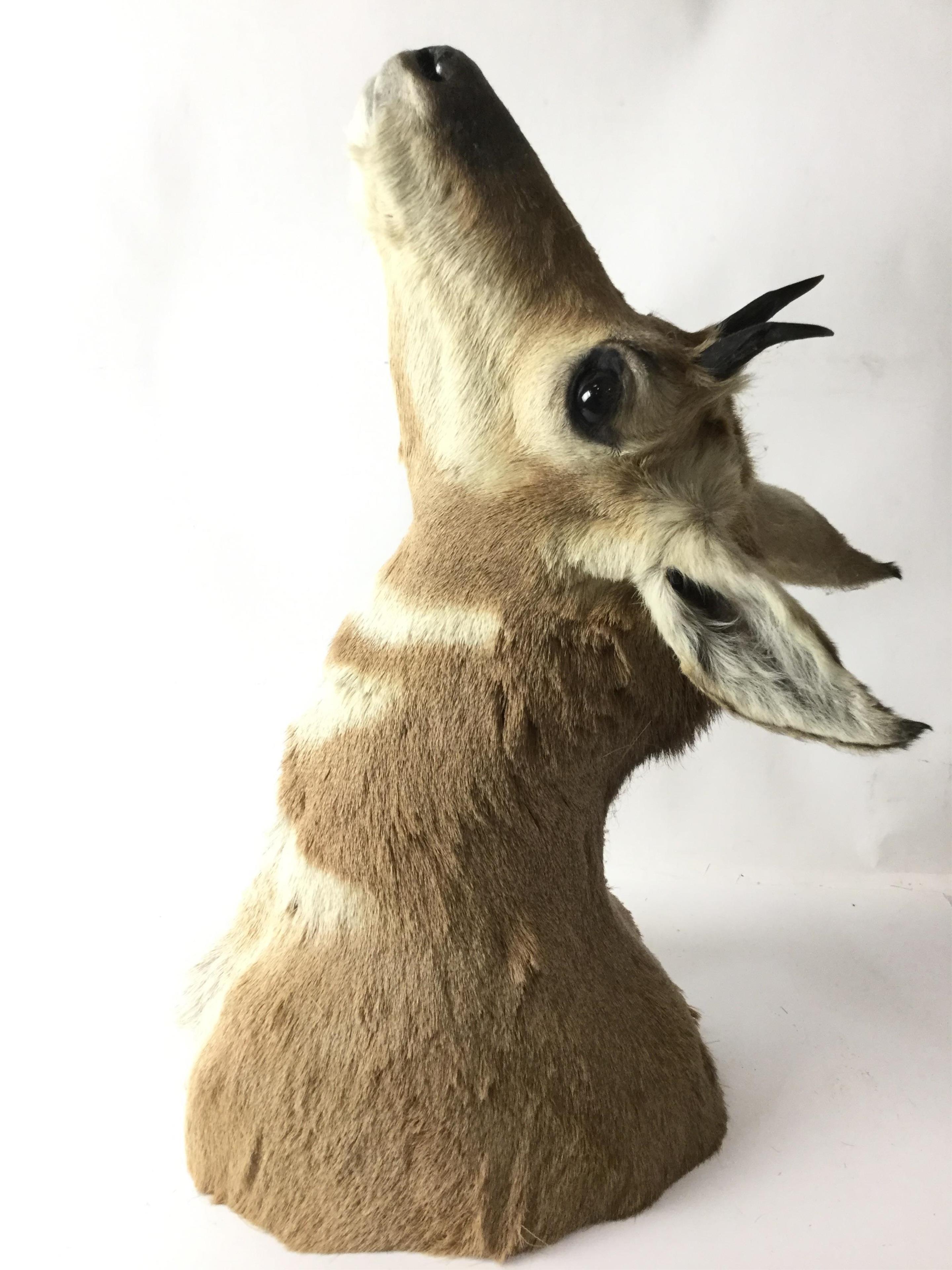 Pronghorn Shoulder Mount