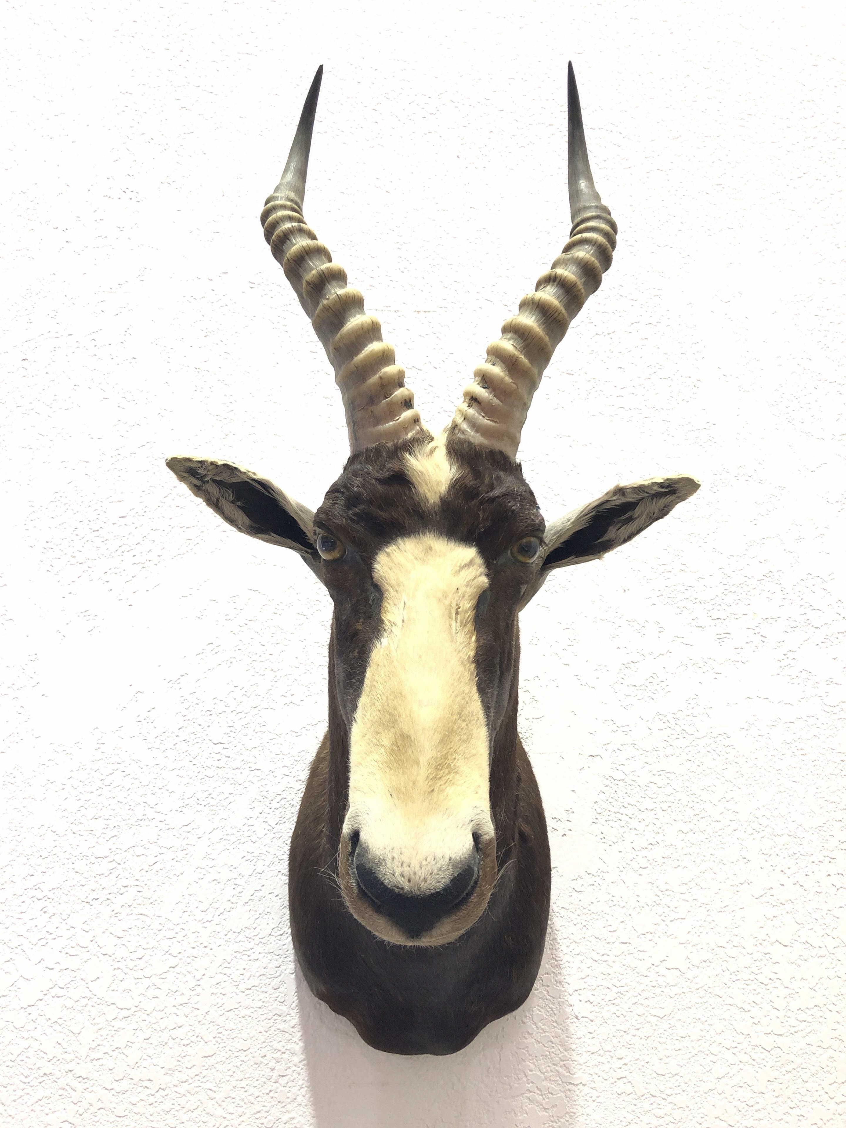 African Bontebok Antelope Shoulder Mount