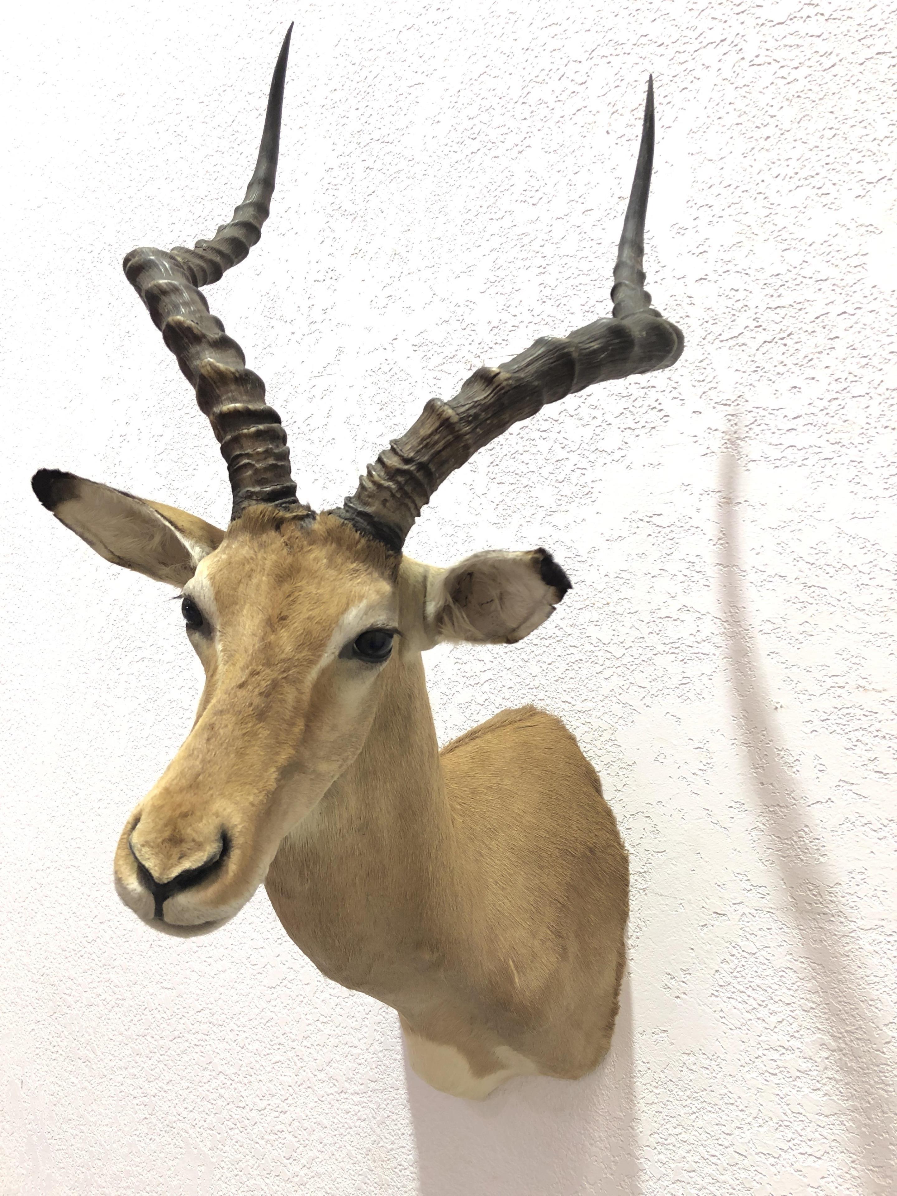 African Antelope Taxidermy Shoulder Mount