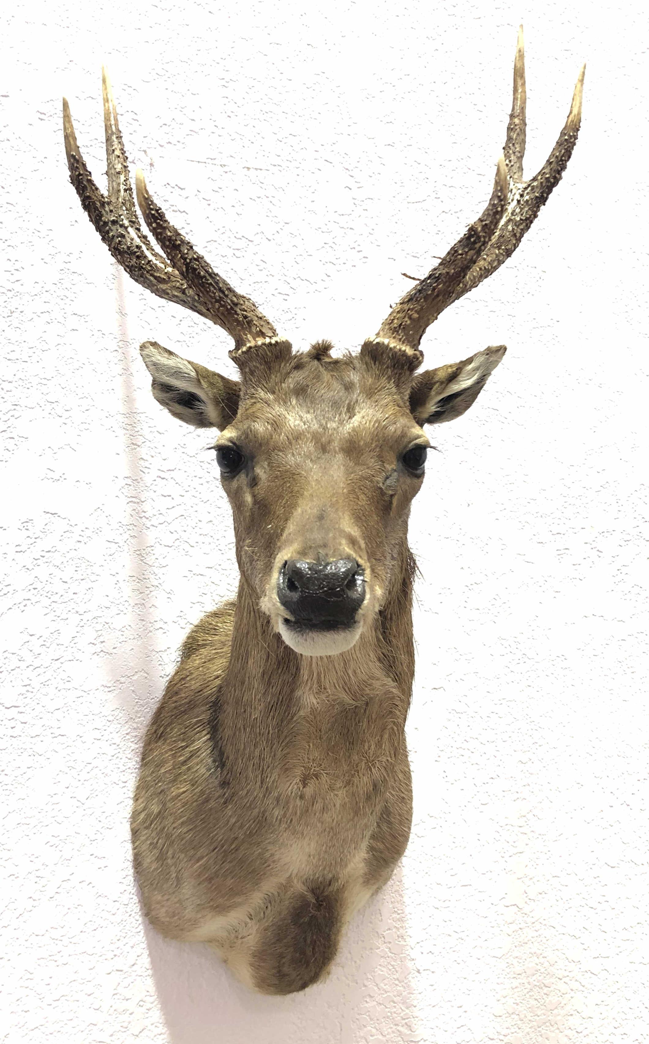 Taxidermy Deer Shoulder Mount