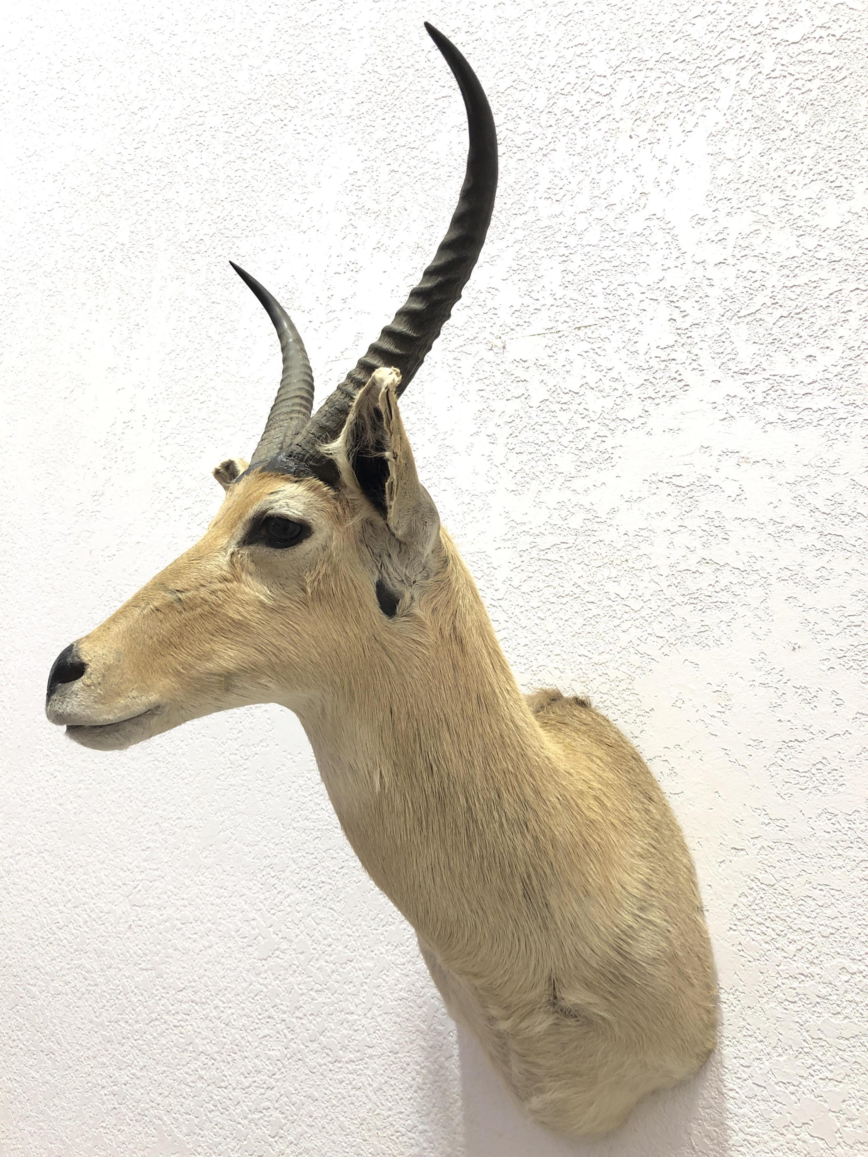 African Puku Antelope Shoulder Mount