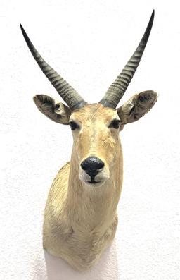African Puku Antelope Shoulder Mount