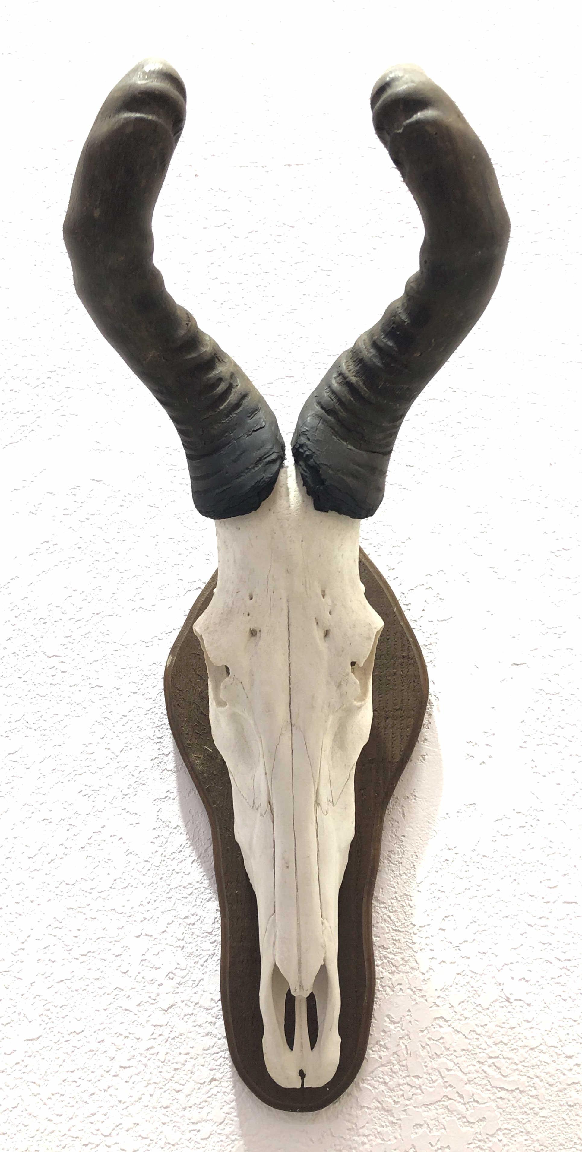 African Hartebeest Mounted Skull