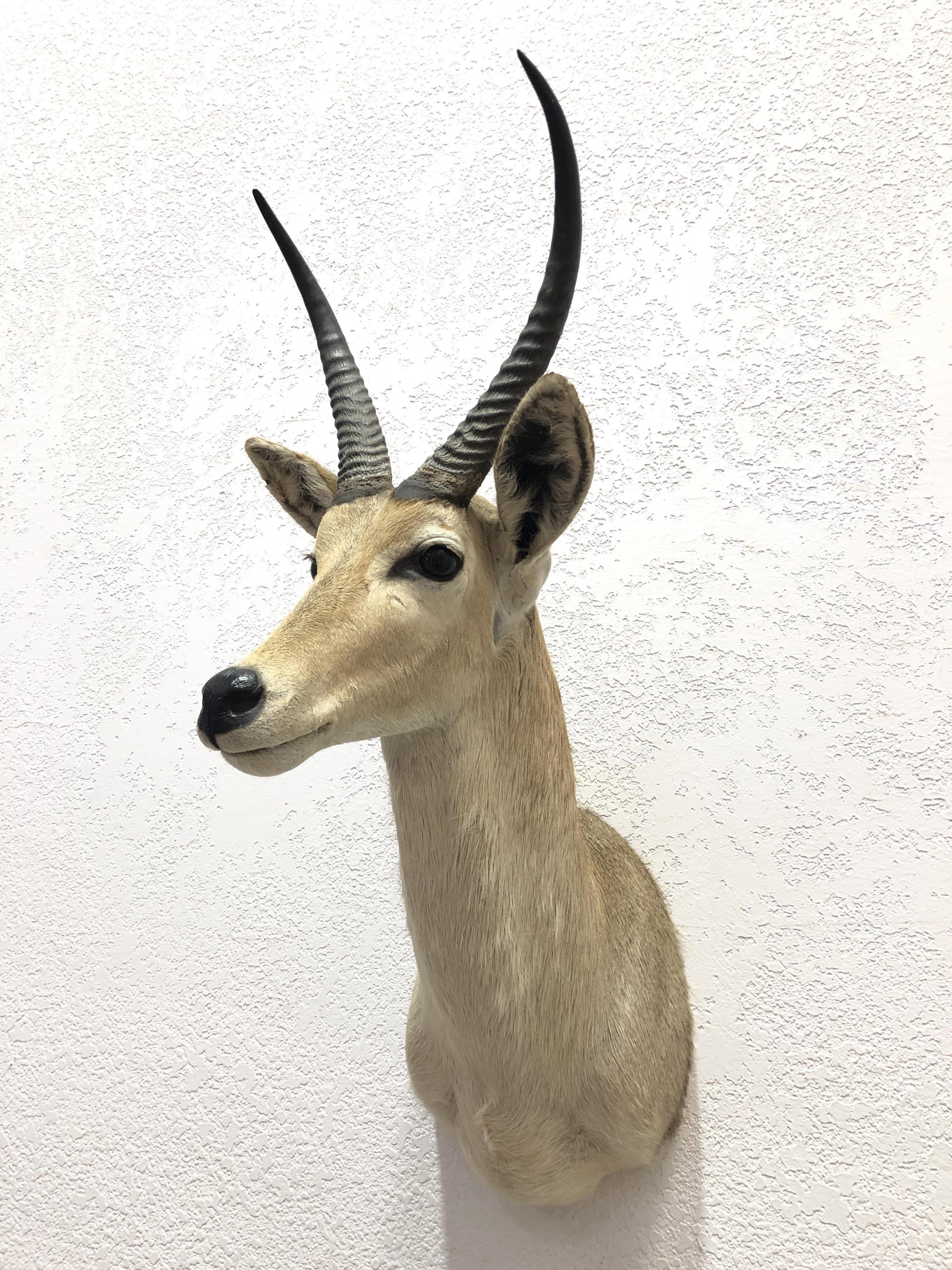 African Puku Antelope Shoulder Mount