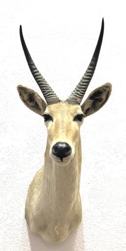 African Puku Antelope Shoulder Mount