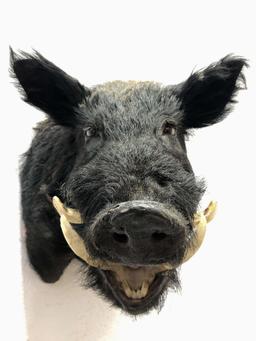 Wild Hog Taxidermy Shoulder Mount