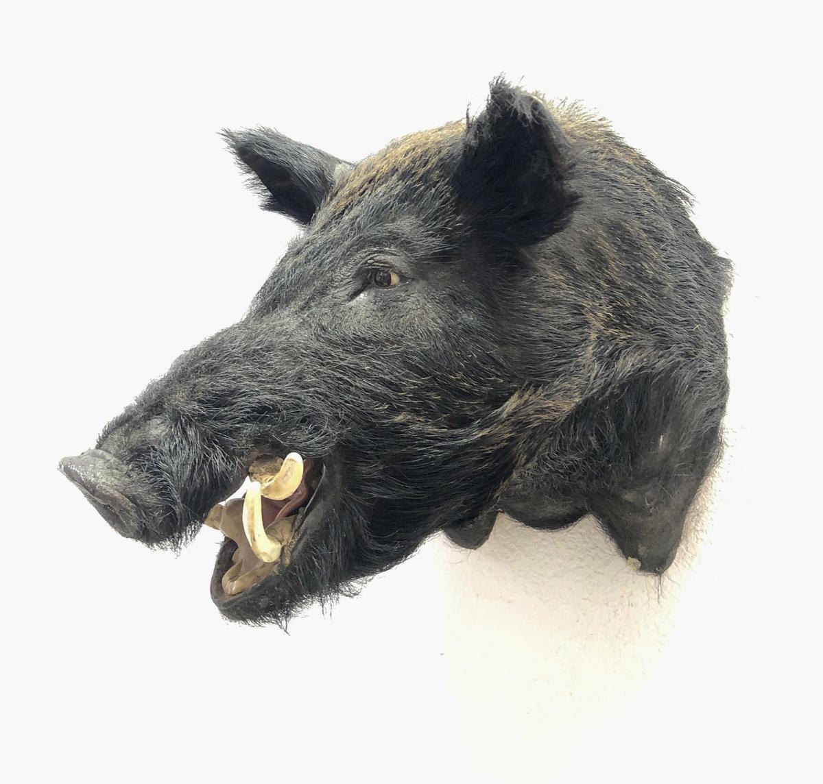 Wild Hog Taxidermy Shoulder Mount