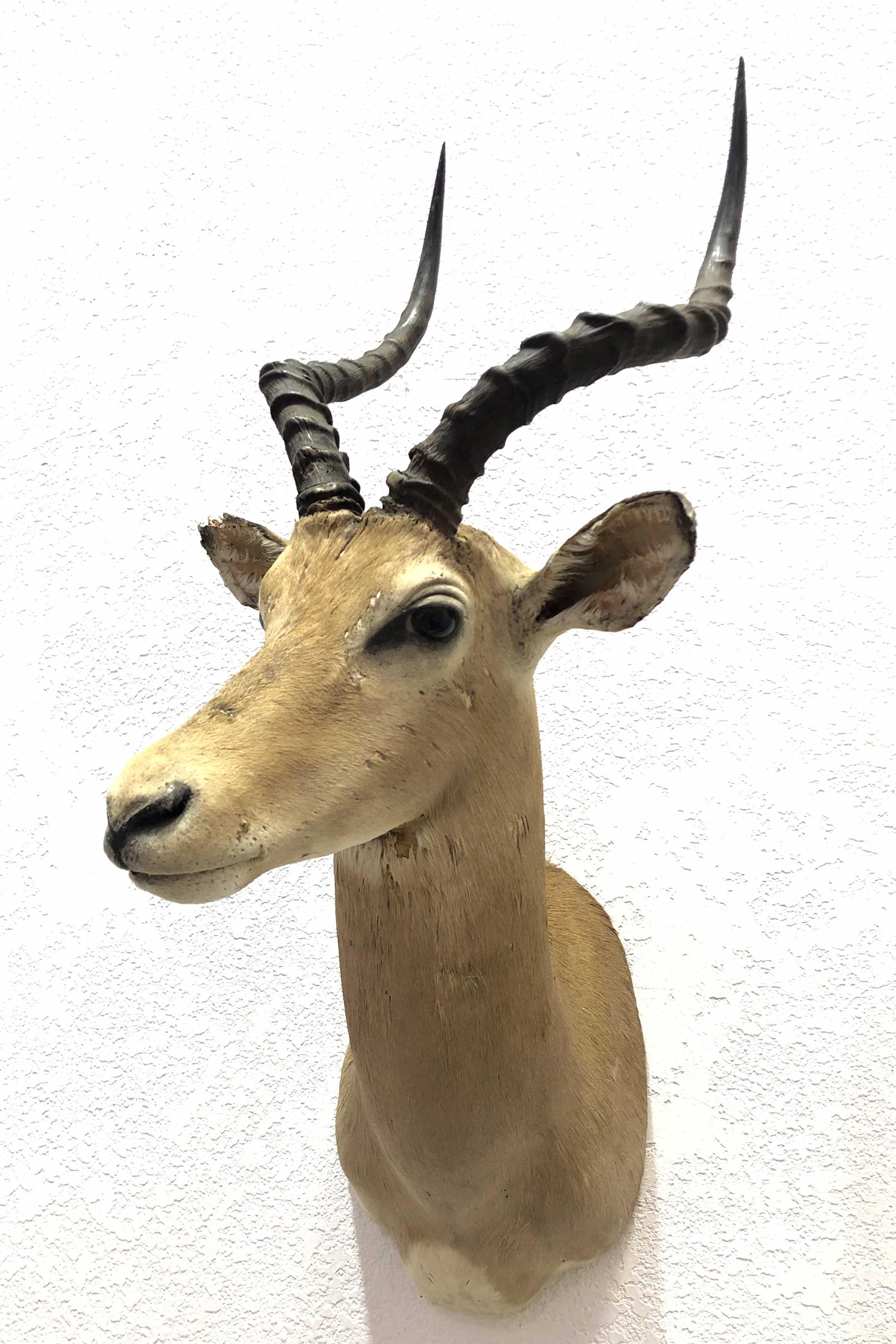 African Antelope Taxidermy Shoulder Mount