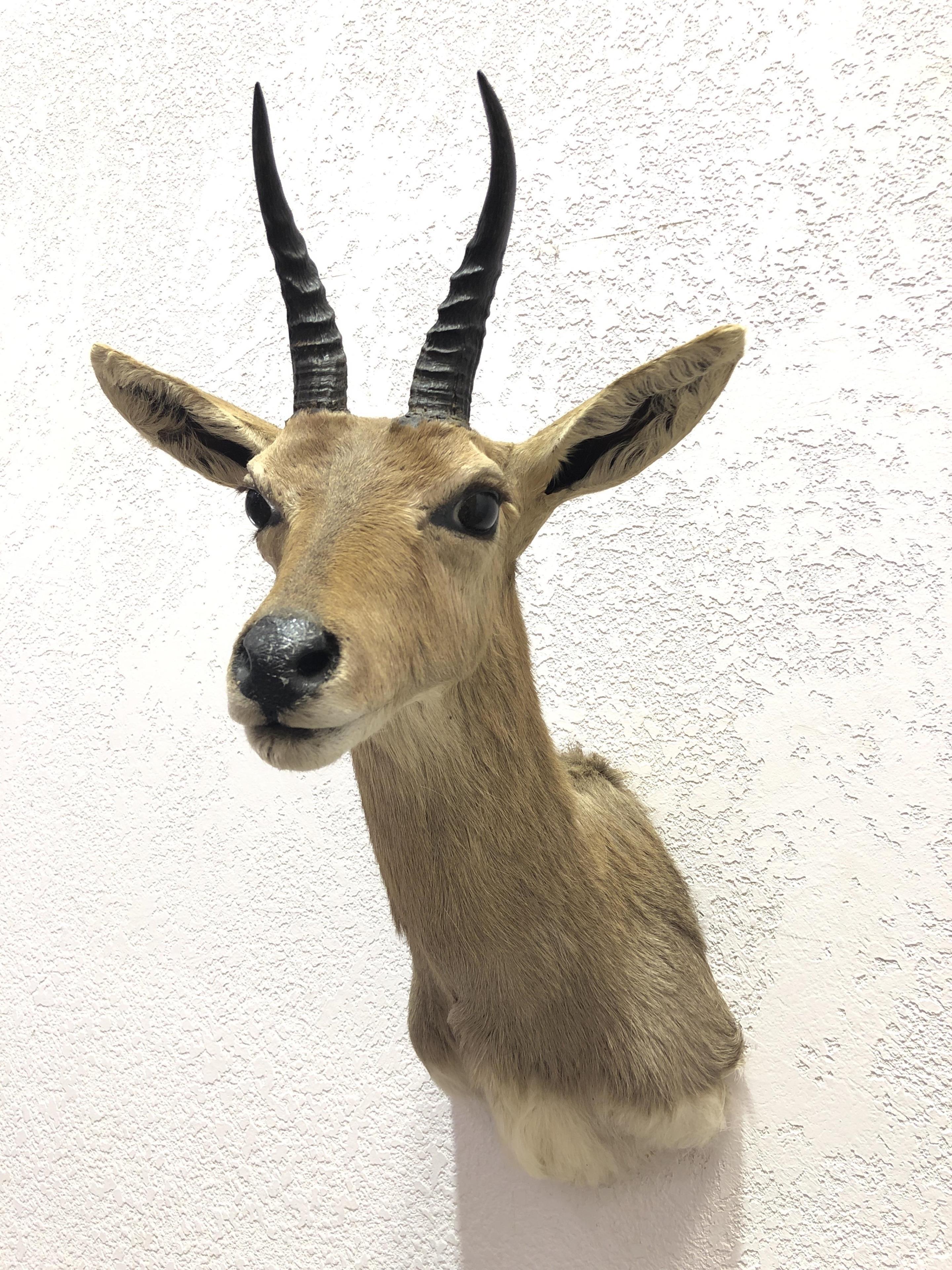 African Oribi Taxidermy Shoulder Mount