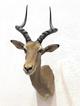 African Impala Taxidermy Shoulder Mount