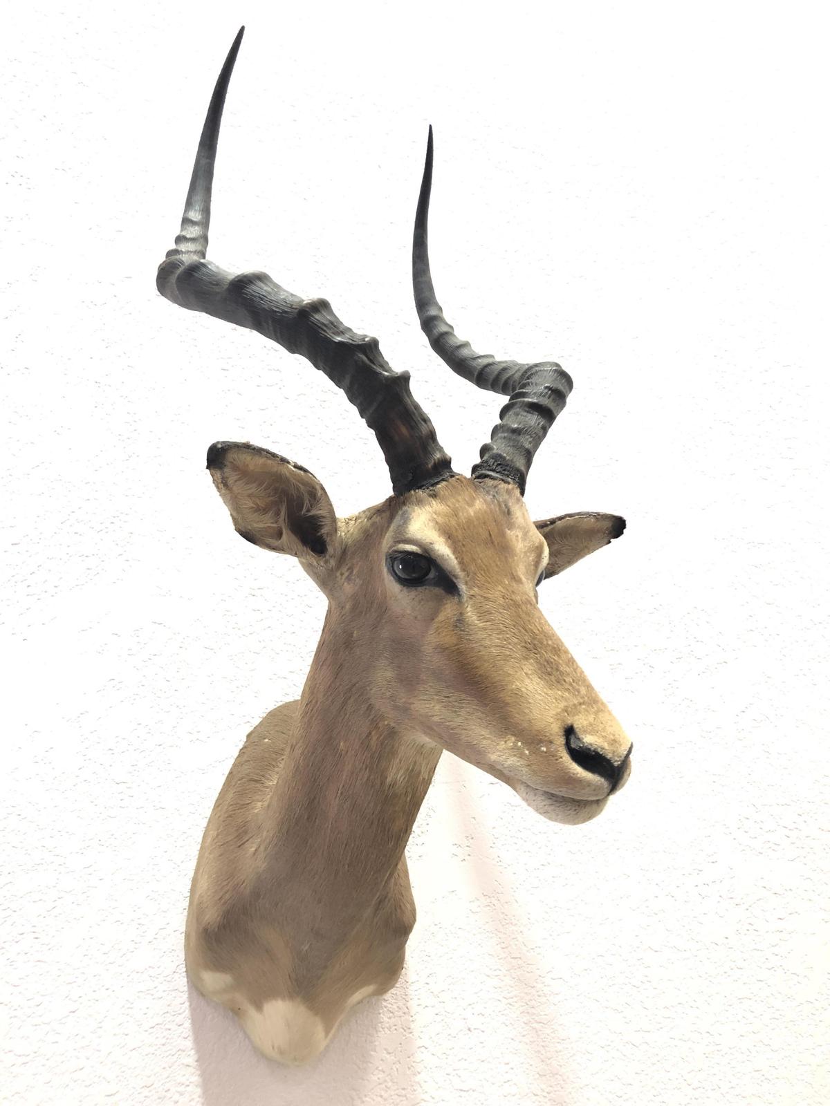 African Impala Taxidermy Shoulder Mount