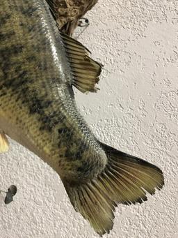 Taxidermy Large Mouth Bass Full Mount