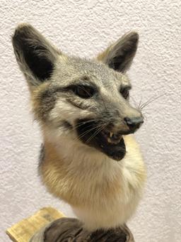 Taxidermy Gray Fox Shoulder Mount