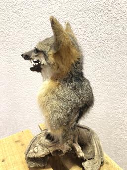 Taxidermy Gray Fox Shoulder Mount