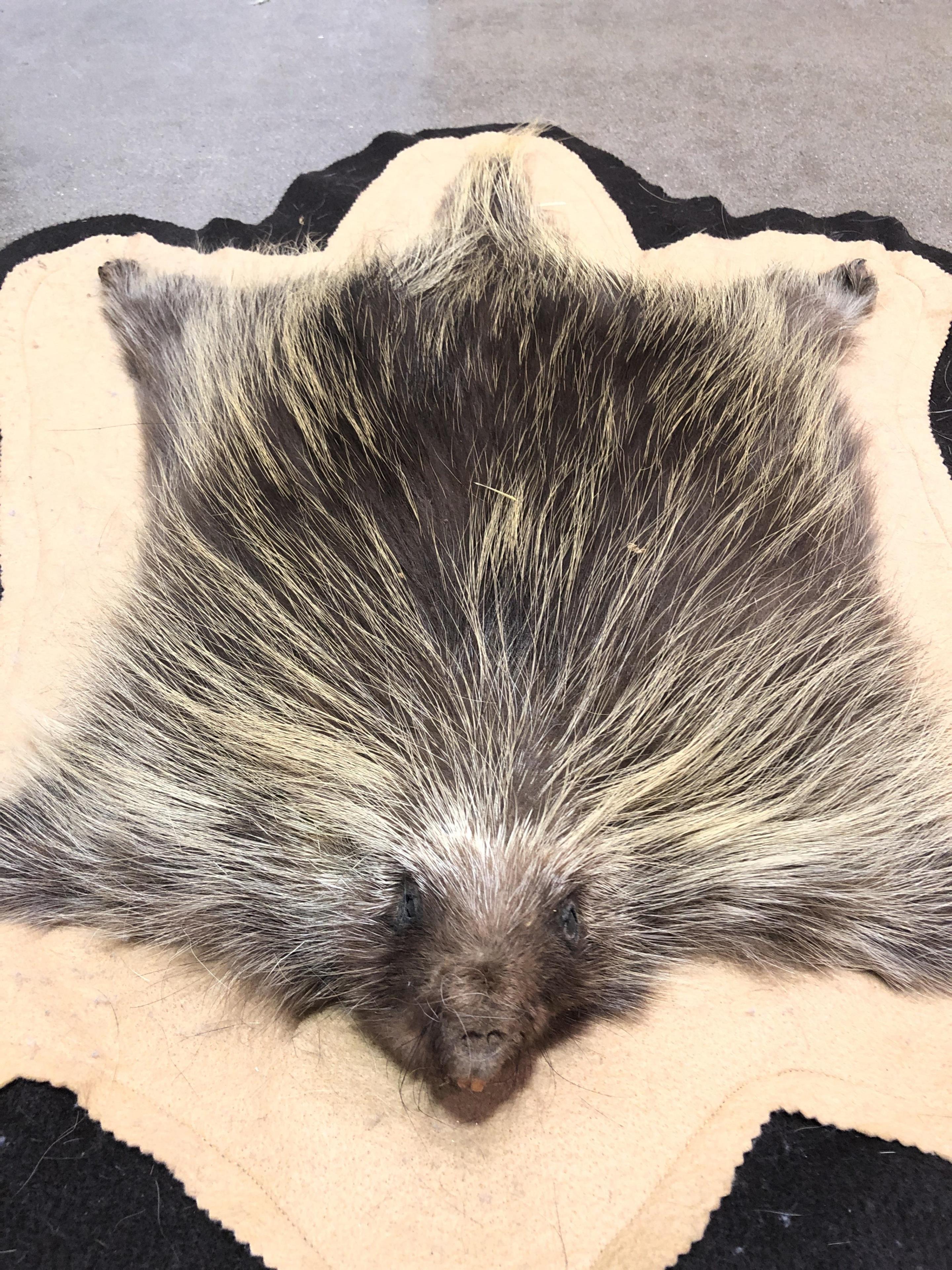 Taxidermy Porcupine Full Body Rug