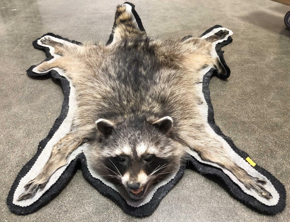 Taxidermy Raccoon Full Body Rug