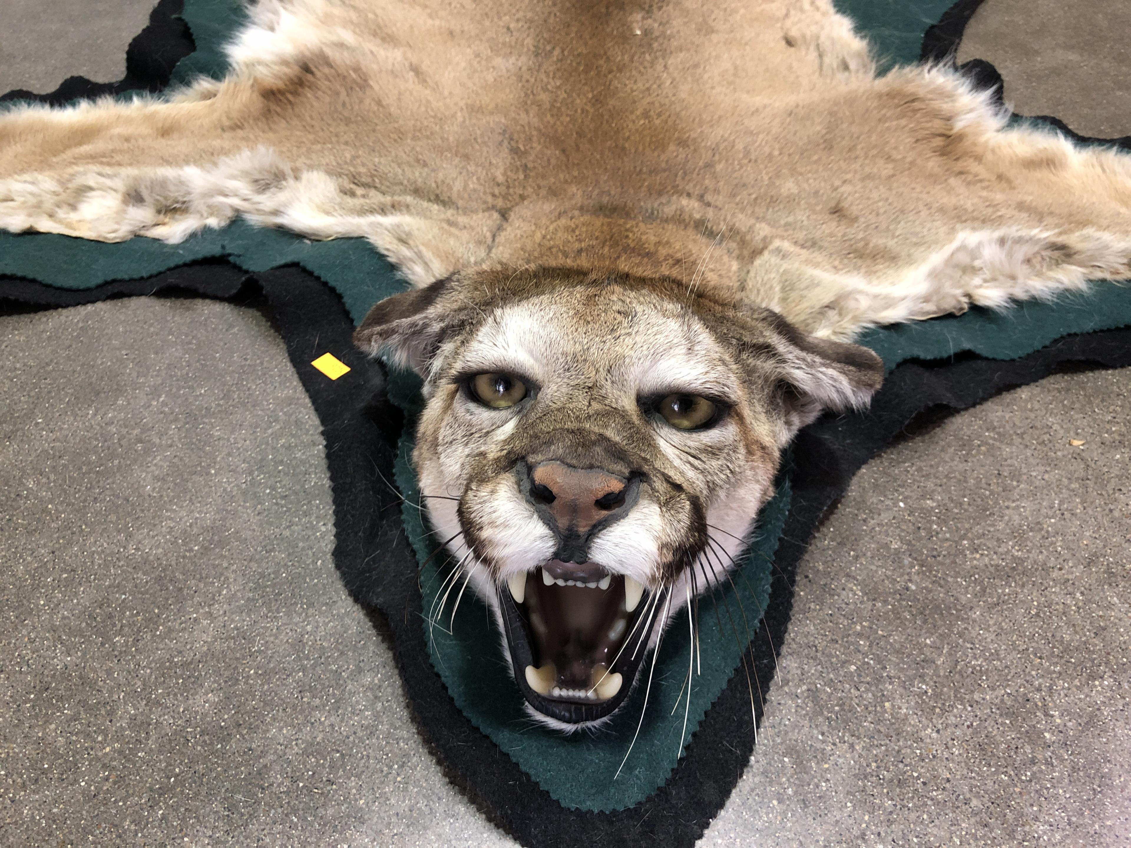 Taxidermy Mountain Lion Full Body Rug