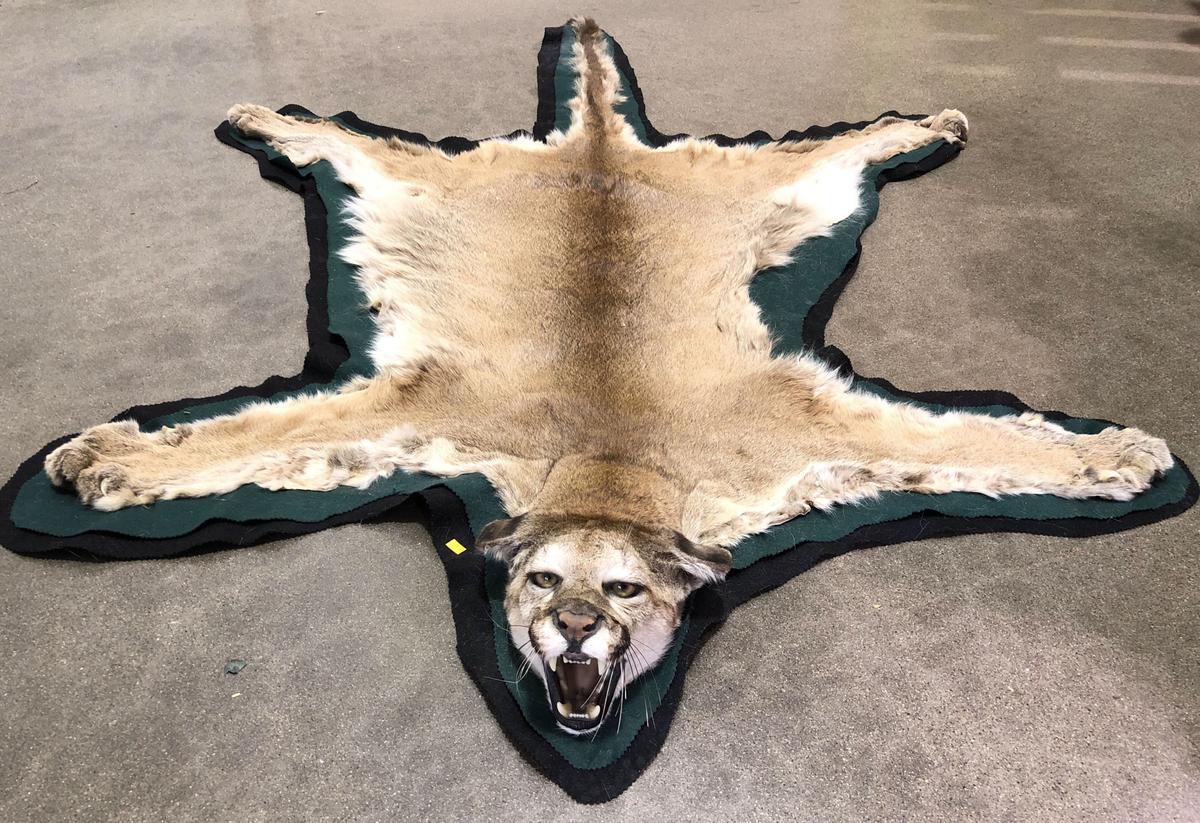 Taxidermy Mountain Lion Full Body Rug