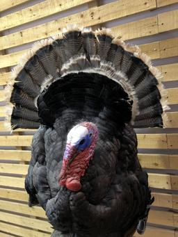 Taxidermy Turkey Full Mount