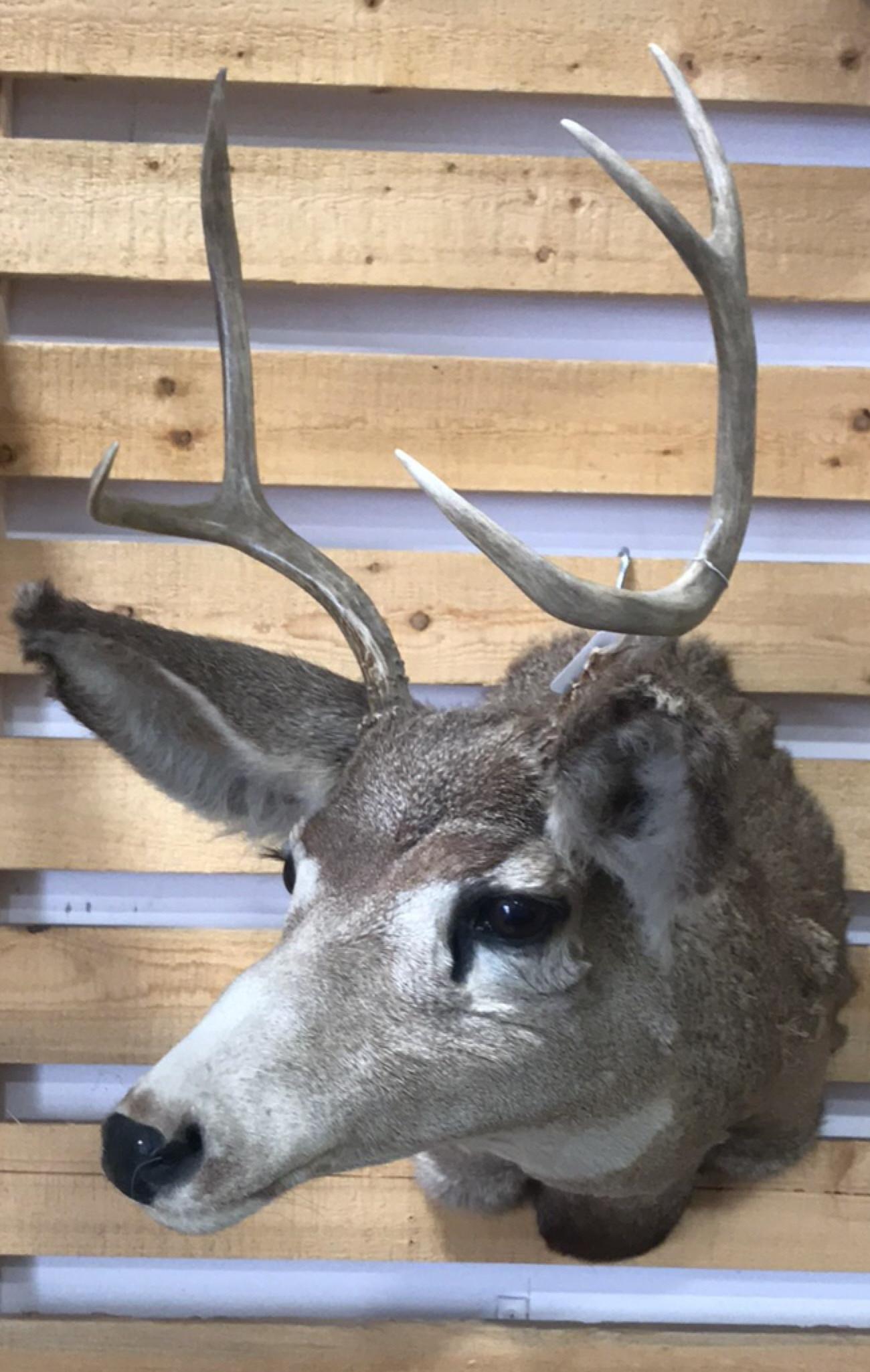 Shoulder Mount Whitetail Buck