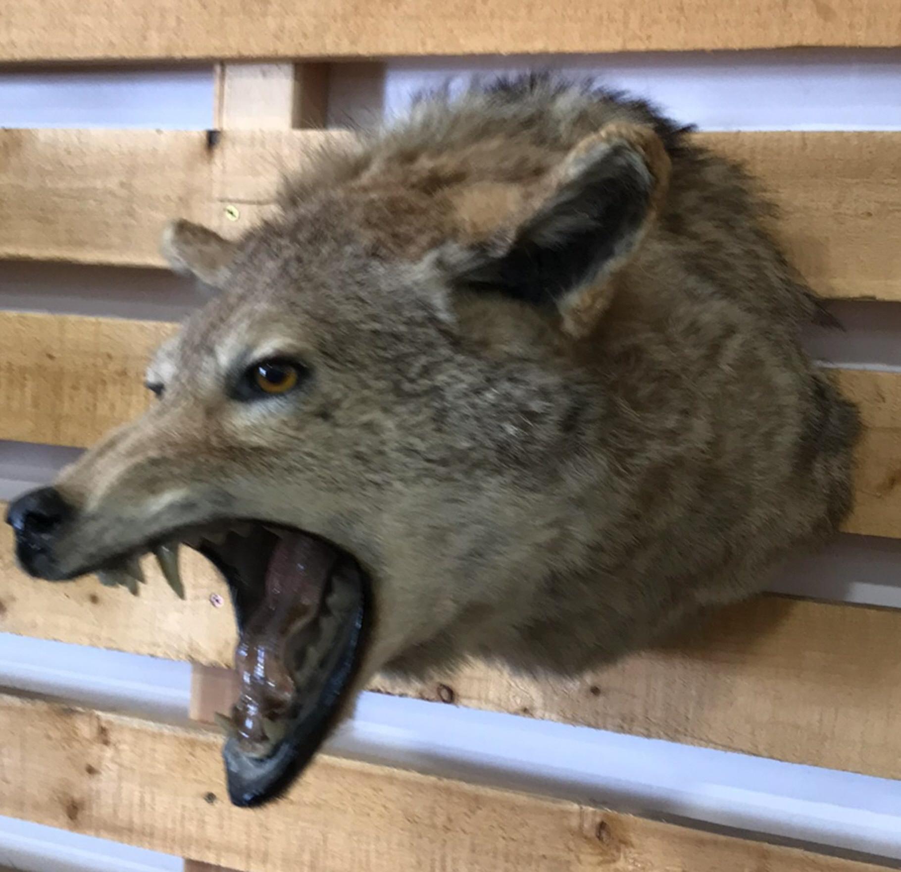 Head Mount Coyote