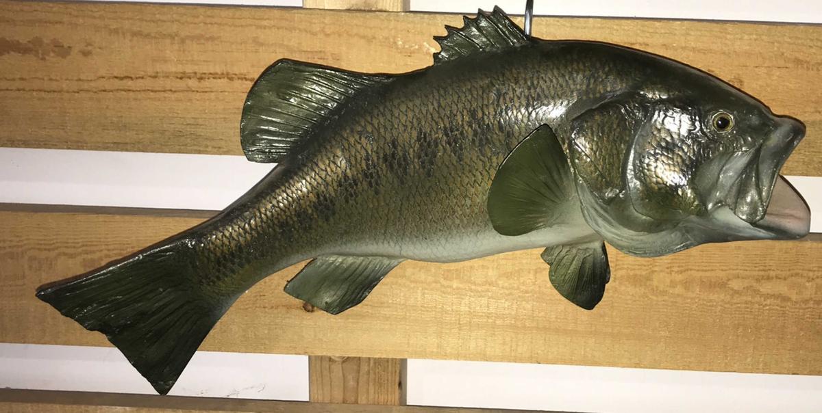 Smallmouth Bass Taxidermy